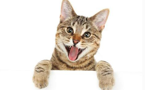 猫粮防伪标签