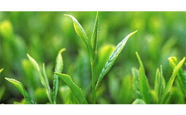 茶叶质量追溯管理系统